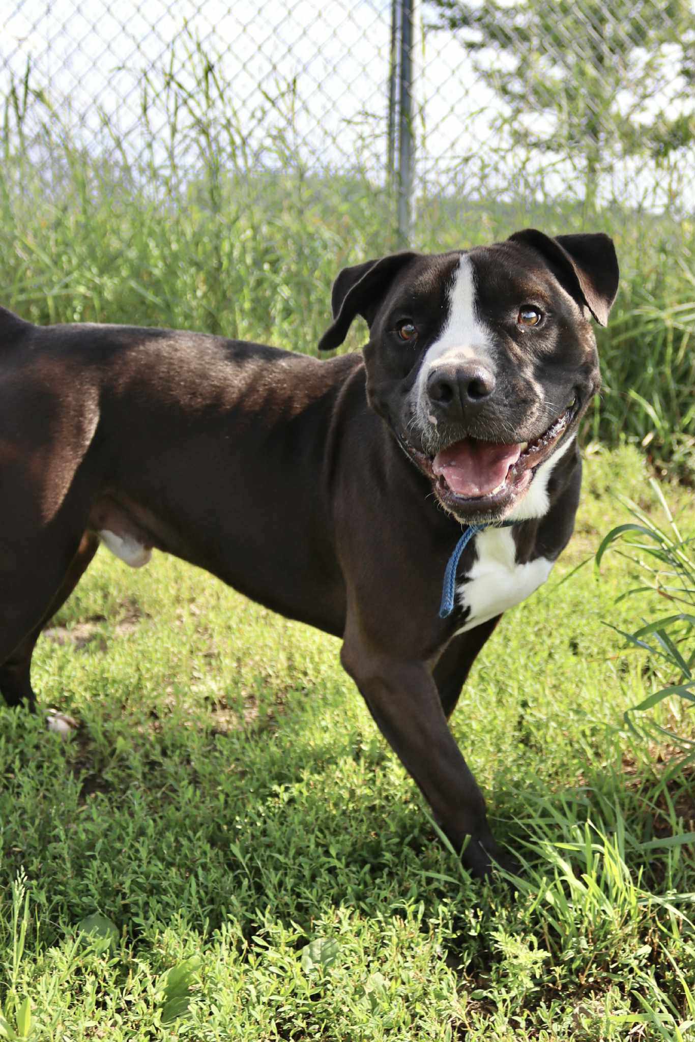 Crawford, an adoptable Pit Bull Terrier, Labrador Retriever in Austin, MN, 55912 | Photo Image 1
