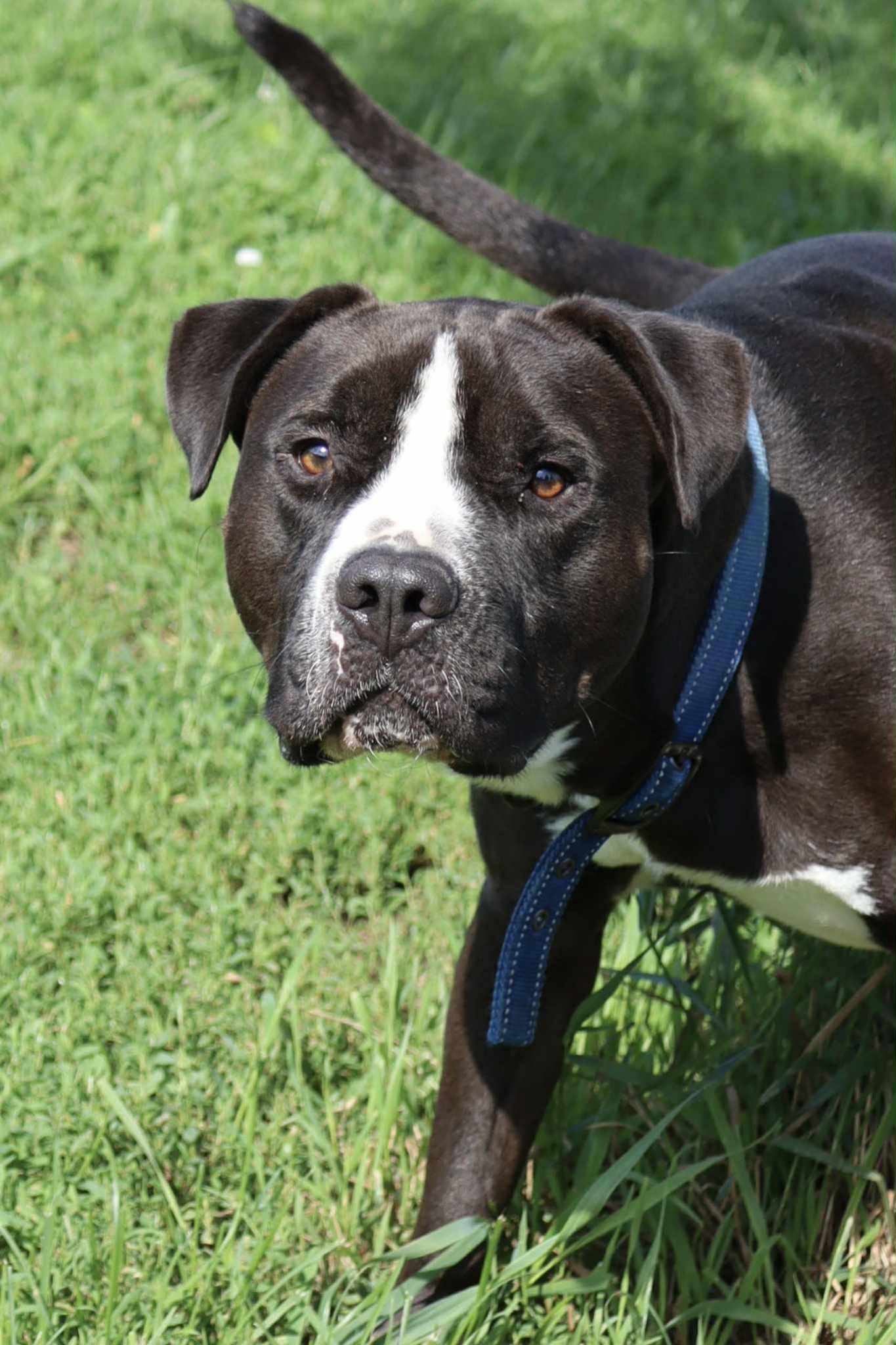 Crawford, an adoptable Pit Bull Terrier, Labrador Retriever in Austin, MN, 55912 | Photo Image 2