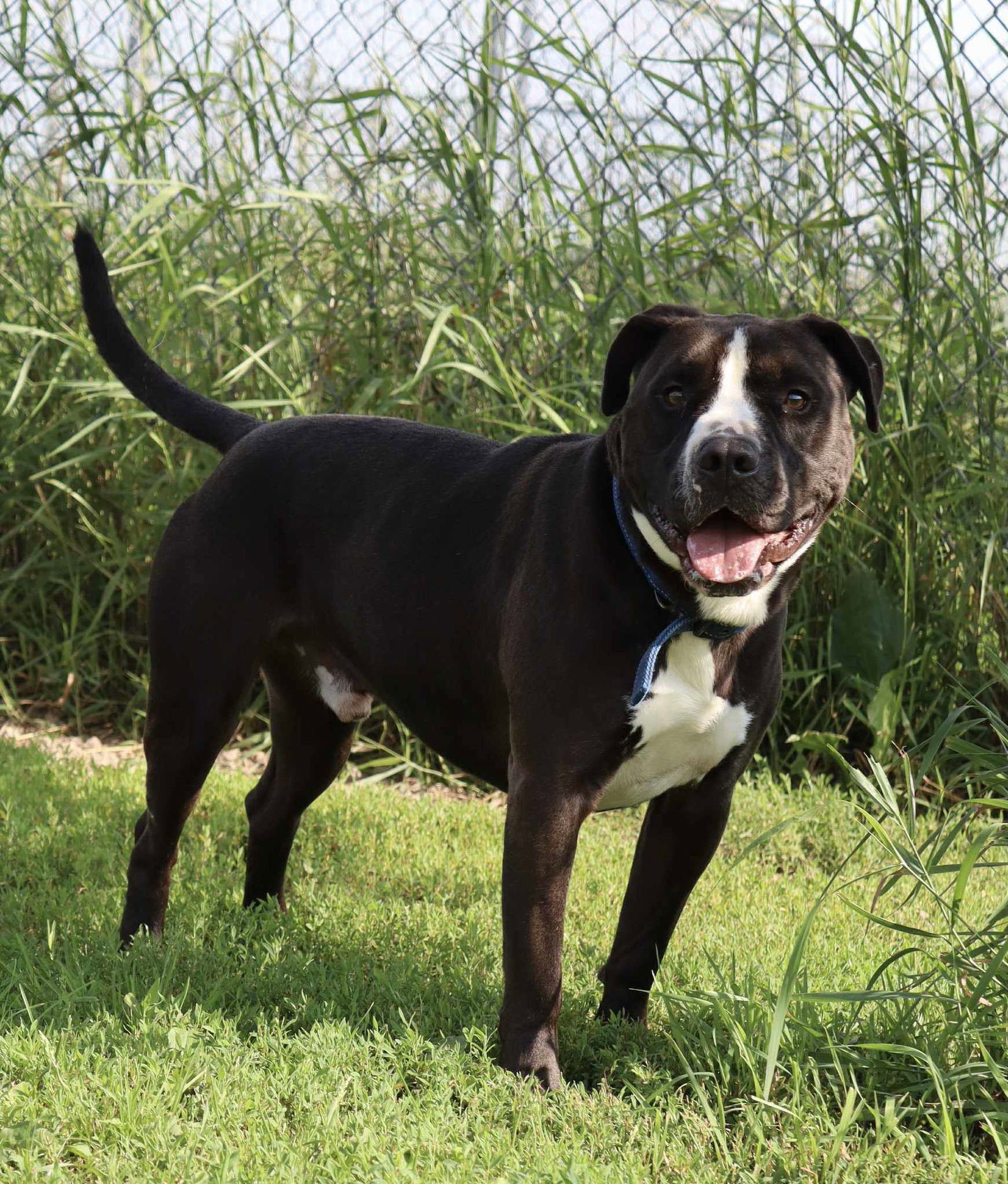 Crawford, an adoptable Pit Bull Terrier, Labrador Retriever in Austin, MN, 55912 | Photo Image 3