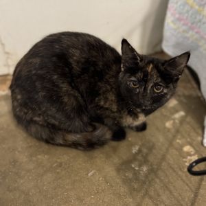 Tipsy, Young Female Domestic Short Hair