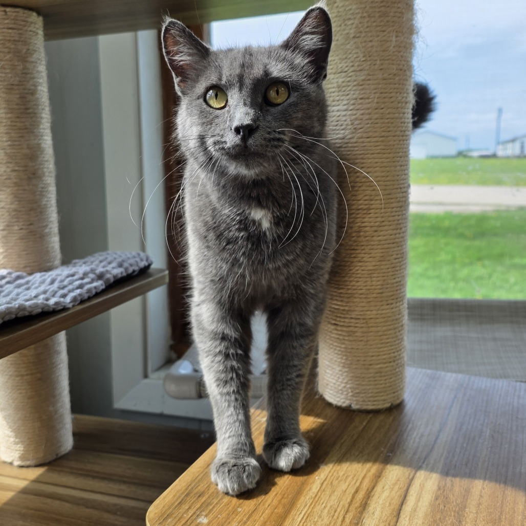 Church, an adoptable Domestic Short Hair in Chariton, IA, 50049 | Photo Image 1