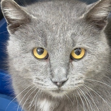 Church, an adoptable Domestic Short Hair in Chariton, IA, 50049 | Photo Image 2