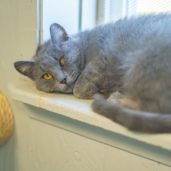 Church, an adoptable Domestic Short Hair in Chariton, IA, 50049 | Photo Image 4