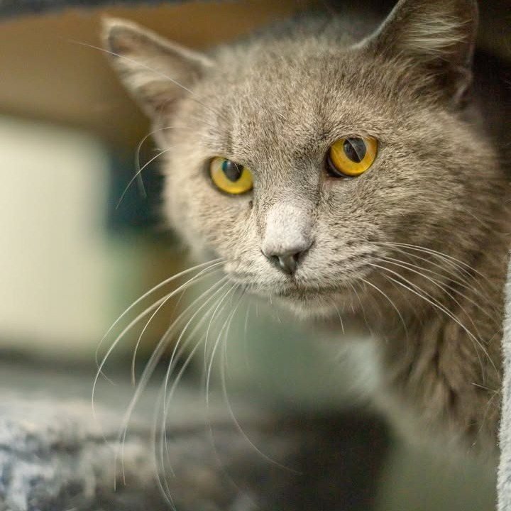 Church, an adoptable Domestic Short Hair in Chariton, IA, 50049 | Photo Image 5