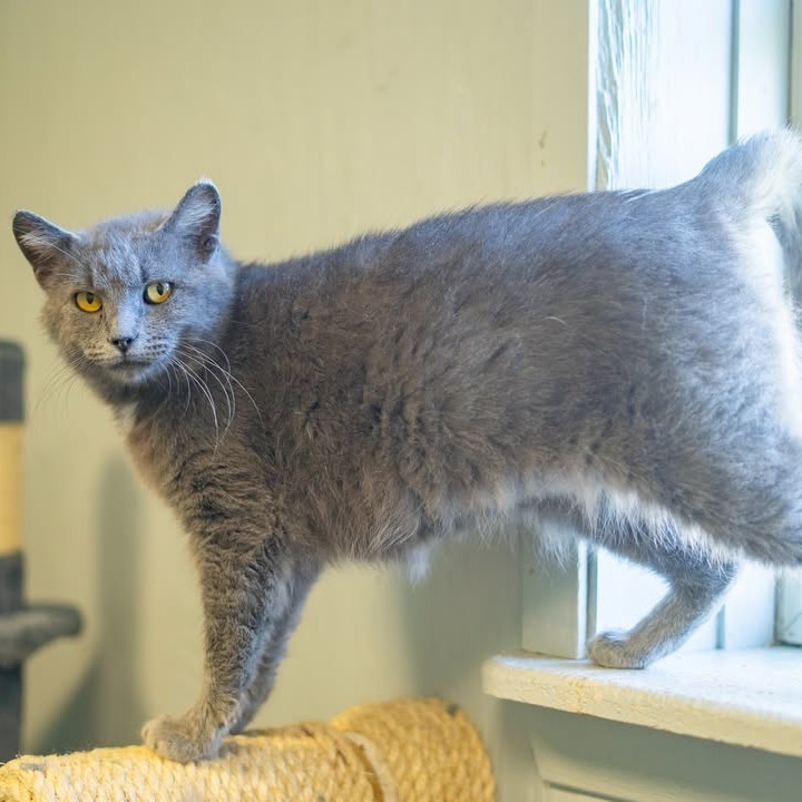 Church, an adoptable Domestic Short Hair in Chariton, IA, 50049 | Photo Image 6