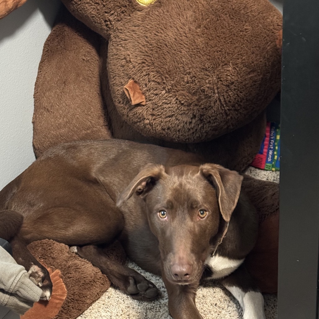 Jackson, an adoptable Labrador Retriever, Mixed Breed in Sartell, MN, 56377 | Photo Image 1