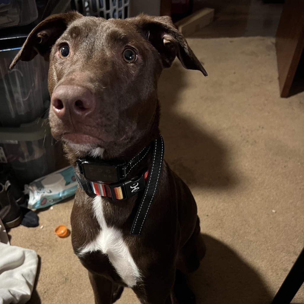 Jackson, an adoptable Labrador Retriever, Mixed Breed in Sartell, MN, 56377 | Photo Image 2