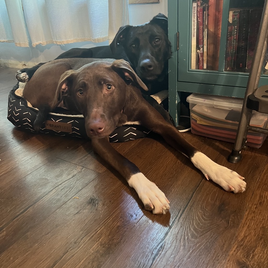 Jackson, an adoptable Labrador Retriever, Mixed Breed in Sartell, MN, 56377 | Photo Image 3