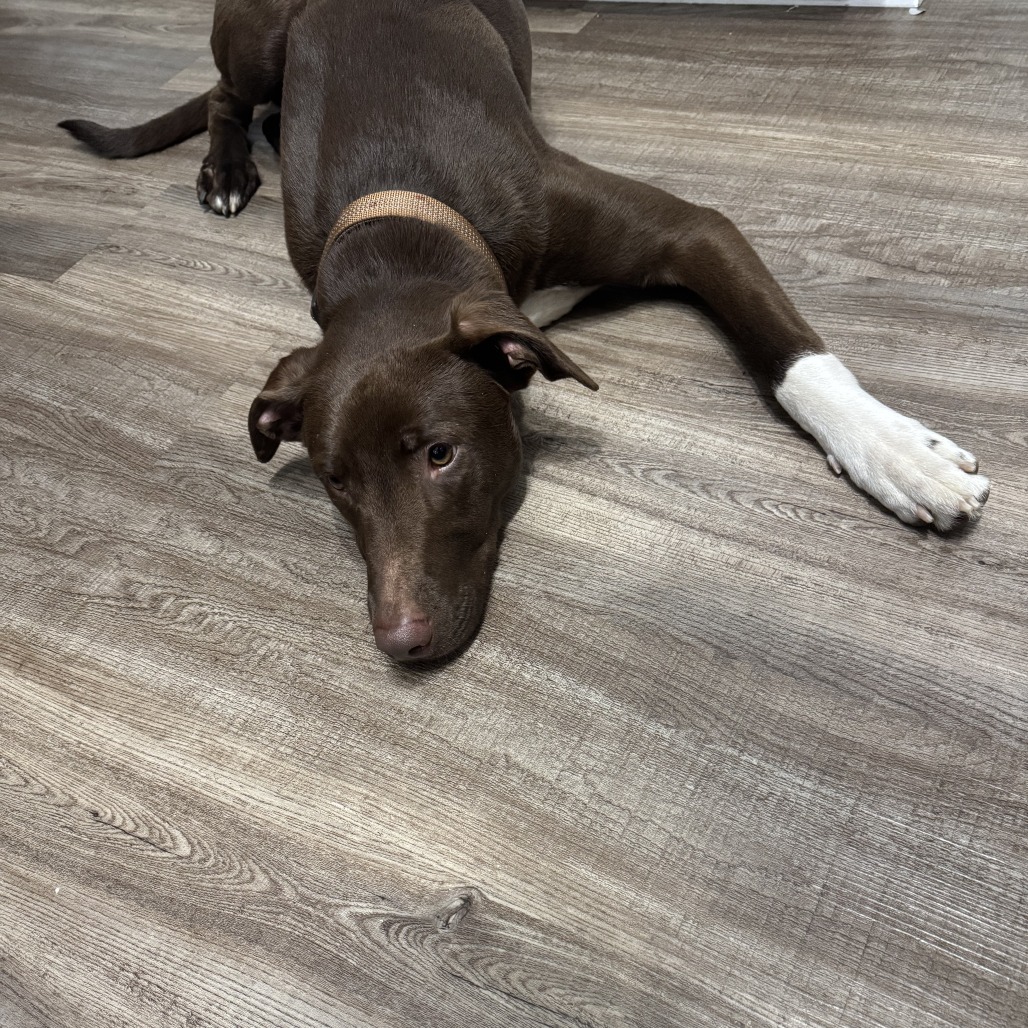 Jackson, an adoptable Labrador Retriever, Mixed Breed in Sartell, MN, 56377 | Photo Image 4