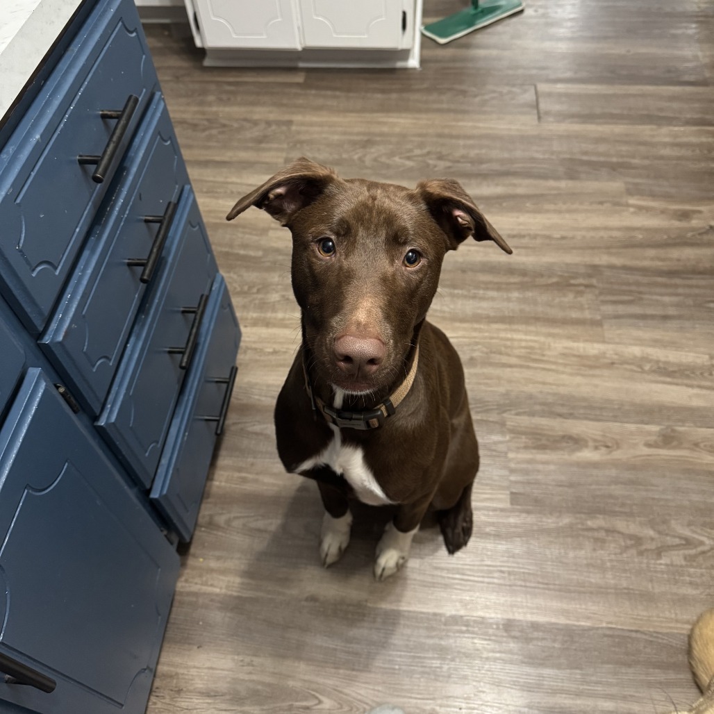 Jackson, an adoptable Labrador Retriever, Mixed Breed in Sartell, MN, 56377 | Photo Image 5