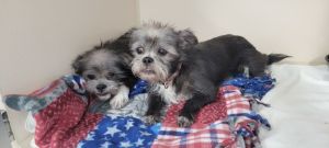 Rose and Blanche, Young Female Shih Tzu