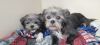 Blanche and Rose photo 1