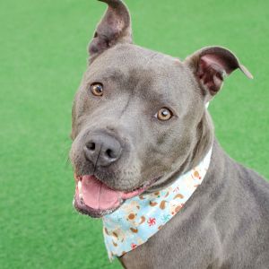 Hello My name is Tiana and Im a spayed 6-year-old Pit Bull mix that currently weighs about 56lbs