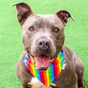 Hello My name is Tiana and Im a spayed 6-year-old Pit Bull mix that currently weighs about 56lbs