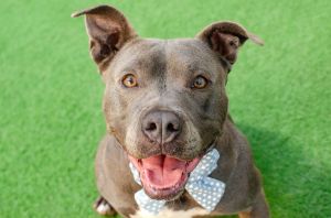 Hello My name is Tiana and Im a spayed 6-year-old Pit Bull mix that currently weighs about 56lbs