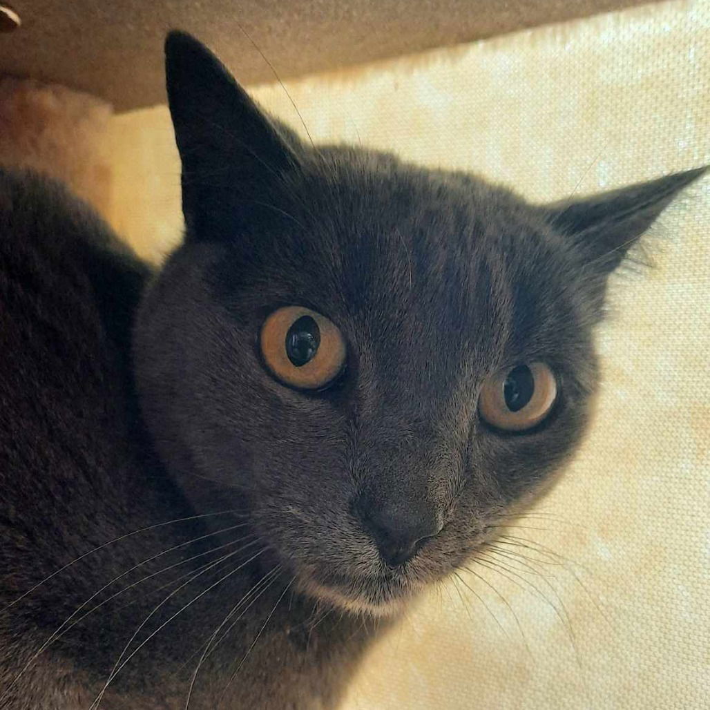 Ella