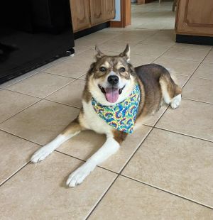 Kili, Senior Female Shiba Inu
