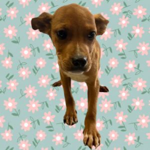 Lana, Young Female Terrier