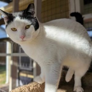Hidalgo, Adult Male Domestic Short Hair