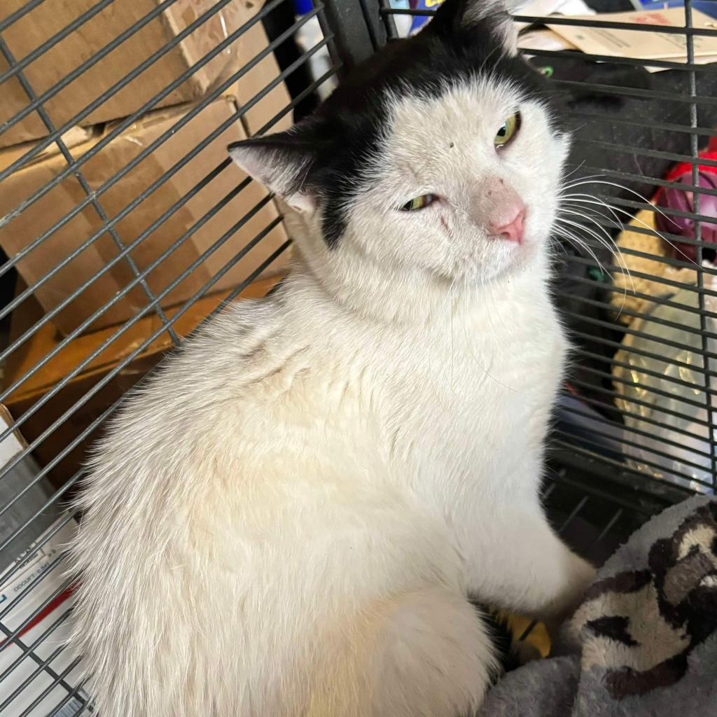 Hidalgo, an adoptable Domestic Short Hair in Nampa, ID, 83686 | Photo Image 2