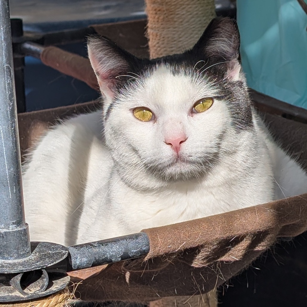 Hidalgo, an adoptable Domestic Short Hair in Nampa, ID, 83686 | Photo Image 3