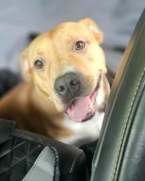 Mcintosh, Young Male American Staffordshire Terrier