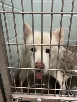 Lobo, an adoptable Samoyed, Mixed Breed in Fishers, IN, 46038 | Photo Image 1