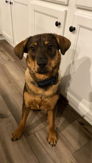 Frances Bean (Miracle), Young Female Labrador Retriever