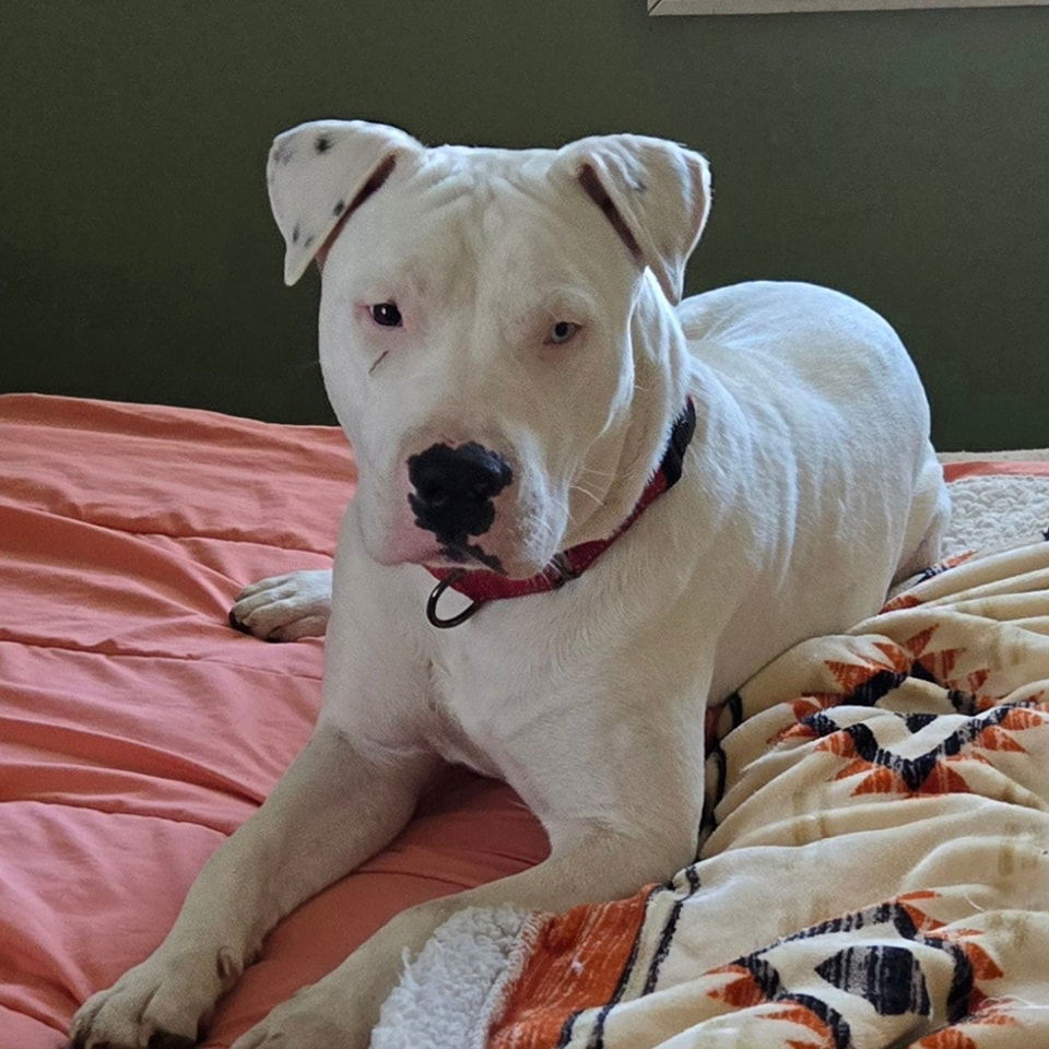 BUDDY