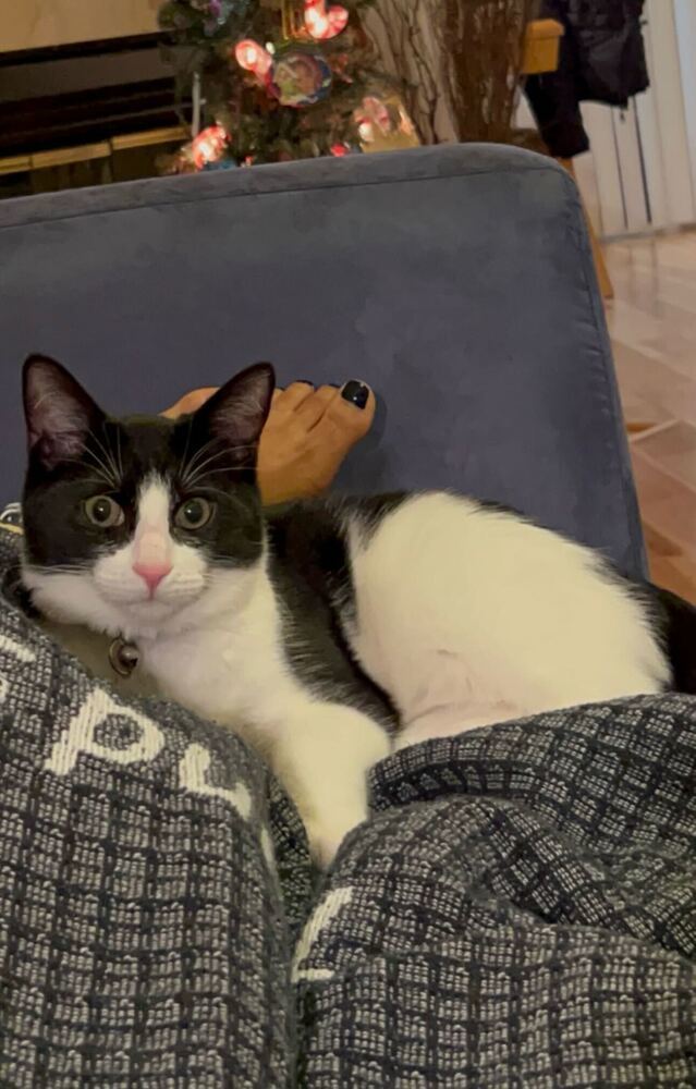 Simon