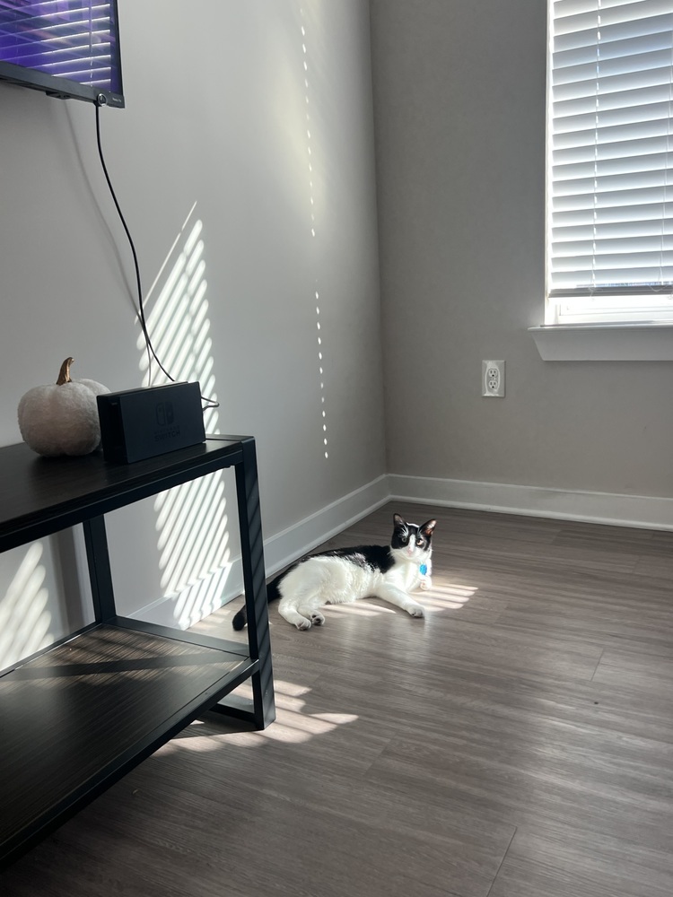 Simon