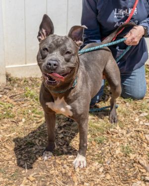 Artesian, Adult Female Mixed Breed