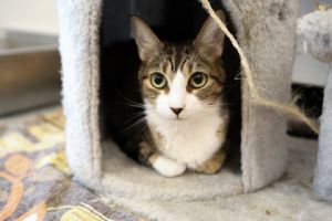 Loki fka Carlisle, Adult Male Domestic Short Hair