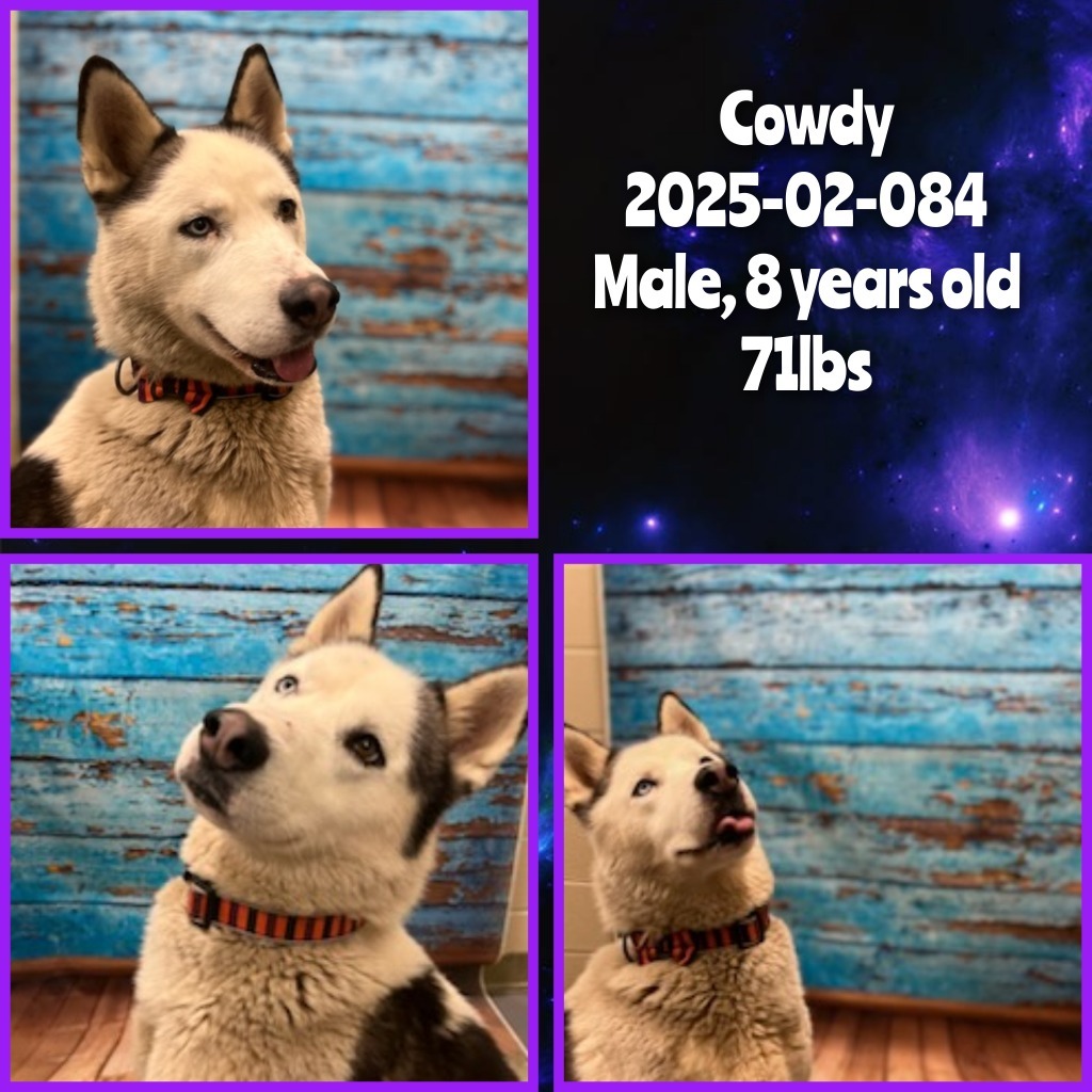 2025-02-084 *Cowdy*