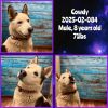2025-02-084 *Cowdy* photo 1