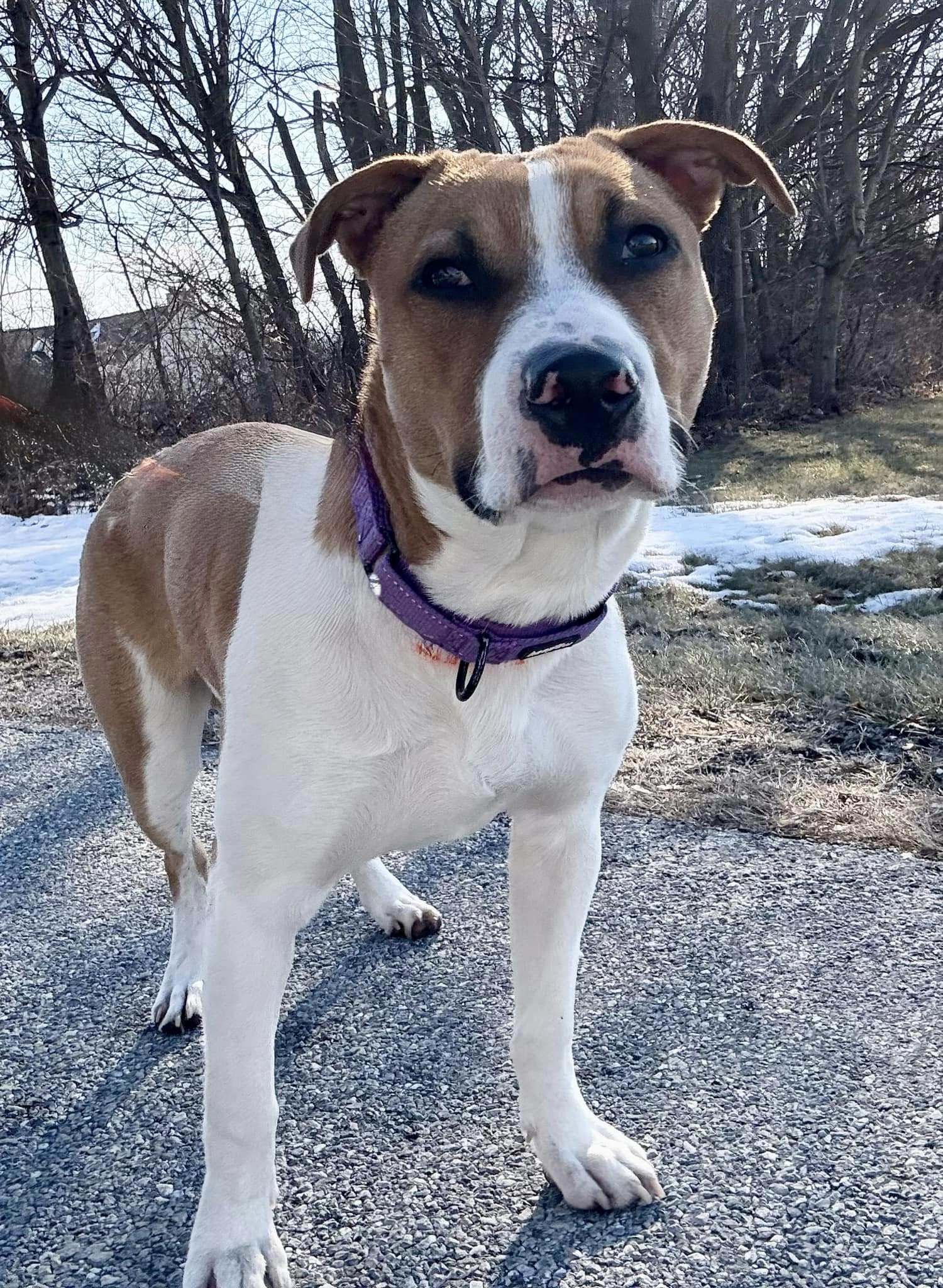 Bruno