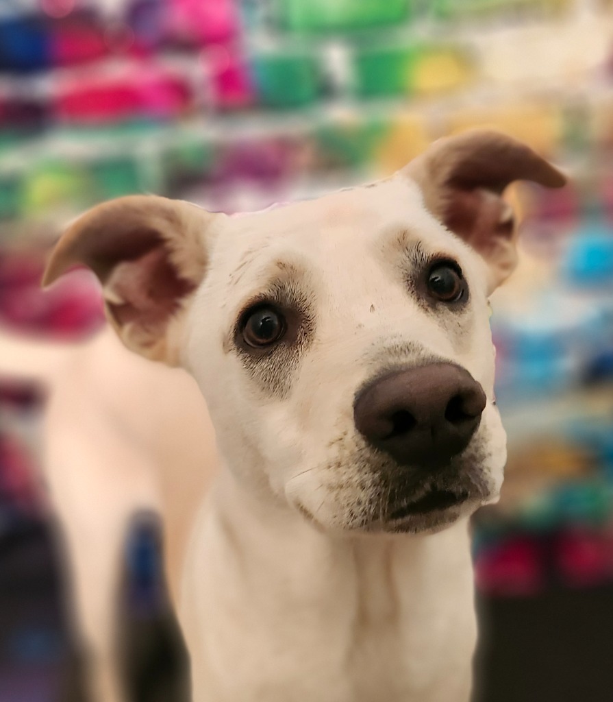 Wally