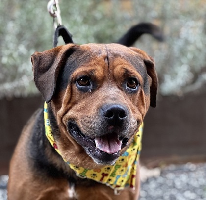 Diego, an adoptable Mixed Breed in Walla Walla, WA, 99362 | Photo Image 1