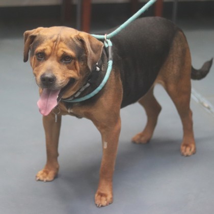 Diego, an adoptable Mixed Breed in Walla Walla, WA, 99362 | Photo Image 2