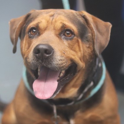 Diego, an adoptable Mixed Breed in Walla Walla, WA, 99362 | Photo Image 3