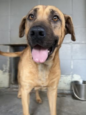 Rory Shanks, Senior Male Mixed Breed