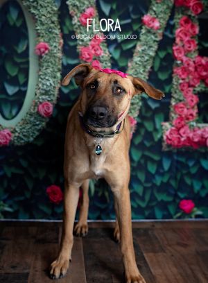 Flora, Adult Female Shepherd