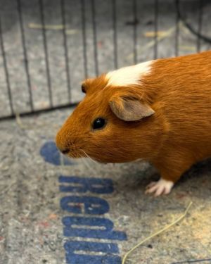 Cassanova, Young Male Guinea Pig