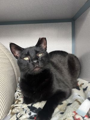 Cocoa, Adult Male Domestic Short Hair