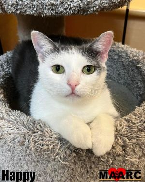 Happy is a 1-year-old gray and white sweetheart with a gentle soul and a heart full of love Rescued