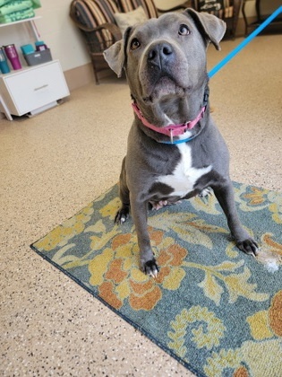 Petunia, an adoptable Pit Bull Terrier, Mixed Breed in Fergus Falls, MN, 56537 | Photo Image 1