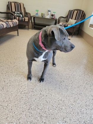 Petunia, an adoptable Pit Bull Terrier, Mixed Breed in Fergus Falls, MN, 56537 | Photo Image 2