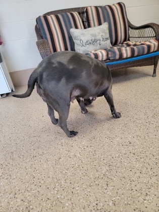 Petunia, an adoptable Pit Bull Terrier, Mixed Breed in Fergus Falls, MN, 56537 | Photo Image 3