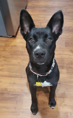 Chewie