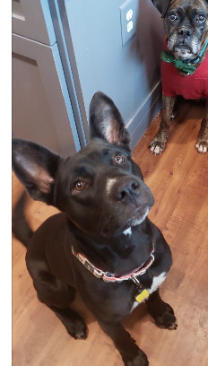 Chewie